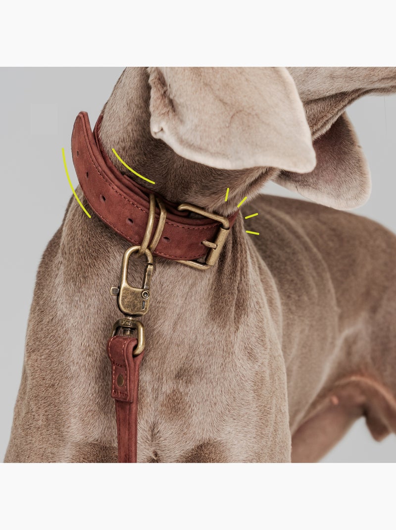 Collier pour chien en cuir PELUVIO Rexor - Réglable Marron - Kiabi