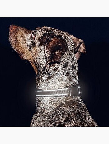 Collier pour chien PELUVIO Buddy - Réfléchissant - Réglables