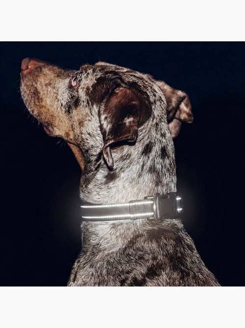 Collier pour chien PELUVIO Buddy - Réfléchissant - Réglables - Kiabi
