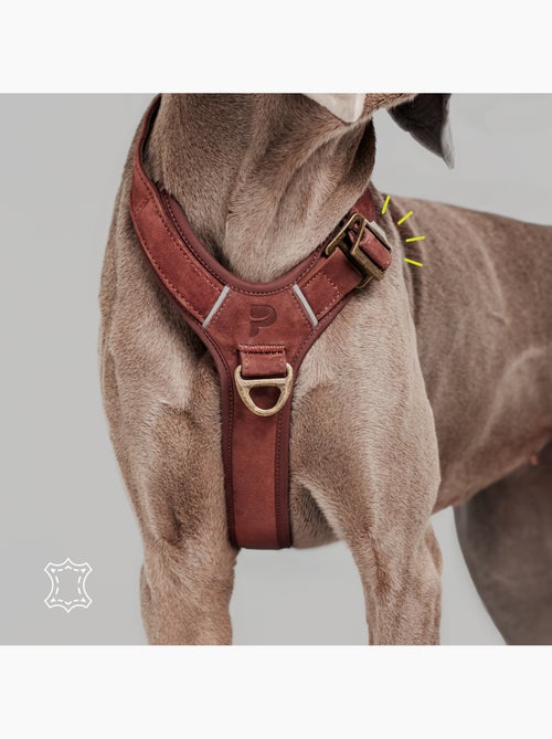 Harnais pour chien en Cuir PELUVIO Lord - Réglables - Kiabi