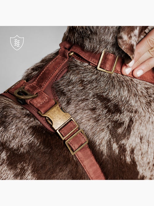 Harnais pour chien en Cuir PELUVIO Lord - Réglables - Kiabi