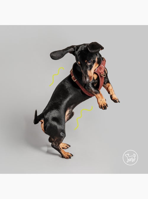 Harnais pour chien en Cuir PELUVIO Lord - Réglables - Kiabi