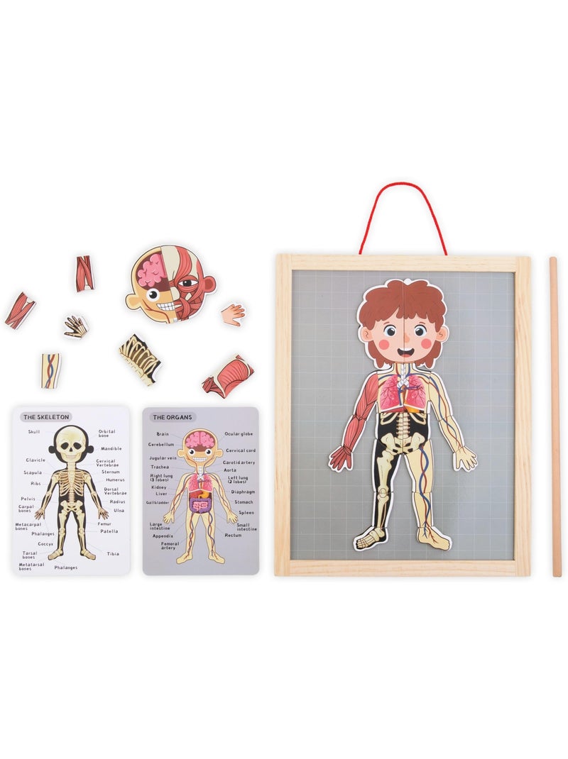 Magnetisch puzzel anatomie menselijk lichaam hout mamabrum N.v.t. - Kiabi