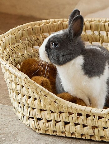 Panier osier pour petit chien