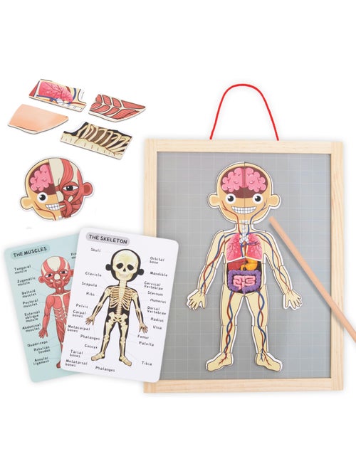 Puzzle magnétique tableau anatomie corps humain bois mamabrum - Kiabi