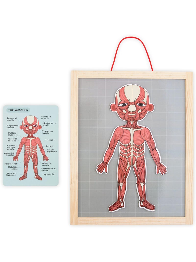 Puzzle magnétique tableau anatomie corps humain bois mamabrum N/A - Kiabi